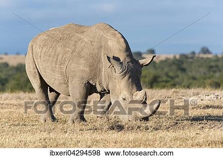 Breitmaulnashorn (Ceratotherium simum) frisst trockenes Gras, Ol Pejeta Reservat, Kenia, Afrika View Large Photo Image Stock Photo - Breitmaulnashorn (Ceratotherium simum) frisst trockenes Gras, Ol Pejeta Reservat, Kenia, Afrika. Fotosearch