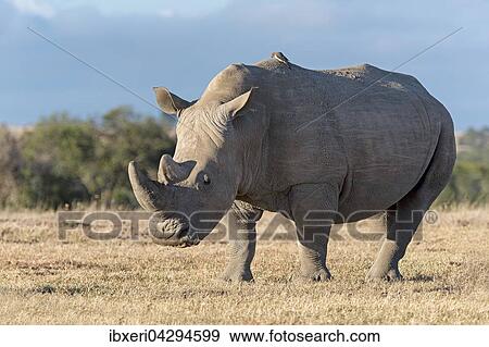 Breitmaulnashorn (Ceratotherium simum), Ol Pejeta Reservat, Kenia, Afrika View Large Photo Image Stock Photo - Breitmaulnashorn (Ceratotherium simum), Ol Pejeta Reservat, Kenia, Afrika. Fotosearch