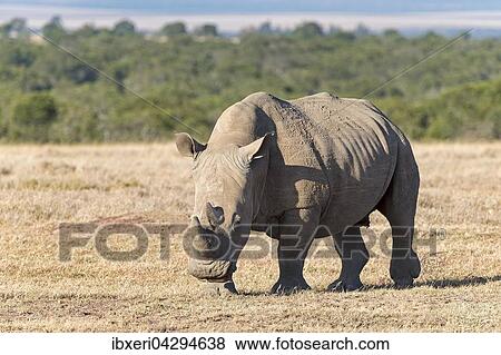 Breitmaulnashorn (Ceratotherium simum), Ol Pejeta Reservat, Kenia, Afrika View Large Photo Image Stock Photo - Breitmaulnashorn (Ceratotherium simum), Ol Pejeta Reservat, Kenia, Afrika. Fotosearch