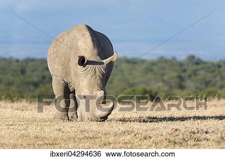 Stock Photograph - Breitmaulnashorn (Ceratotherium simum) frisst trockenes Gras, Ol Pejeta Reservat, Kenia, Afrika. Fotosearch