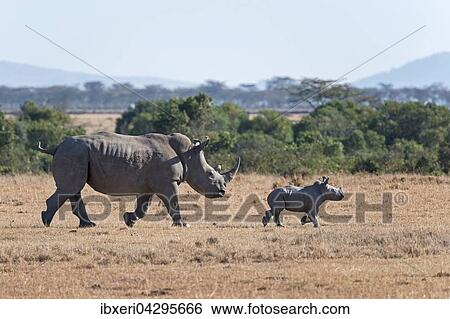 Breitmaulnashorn (Ceratotherium simum) geht mit Jungtier uber Steppe, Ol Pejeta Reservat, Kenia, Afrika View Large Photo Image Stock Photograph - Breitmaulnashorn (Ceratotherium simum) geht mit Jungtier uber Steppe, Ol Pejeta Reservat, Kenia, Afrika. Fotosearch