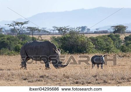 Breitmaulnashorn (Ceratotherium simum) beim Fressen mit Jungtier, Ol Pejeta Reservat, Kenia, Afrika View Large Photo Image Stock Photograph - Breitmaulnashorn (Ceratotherium simum) beim Fressen mit Jungtier, Ol Pejeta Reservat, Kenia, Afrika. Fotosearch