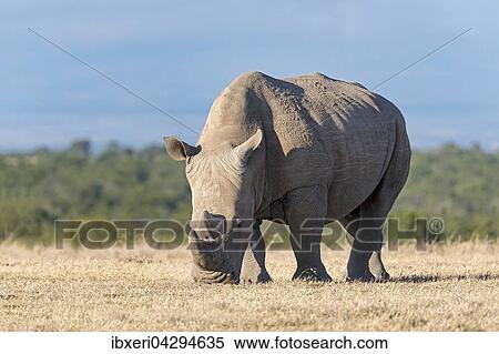 Breitmaulnashorn (Ceratotherium simum) frisst trockenes Gras, Ol Pejeta Reservat, Kenia, Afrika View Large Photo Image Stock Photography - Breitmaulnashorn (Ceratotherium simum) frisst trockenes Gras, Ol Pejeta Reservat, Kenia, Afrika. Fotosearch
