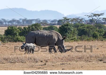 Breitmaulnashorn (Ceratotherium simum) beim Fressen mit Jungtier, Ol Pejeta Reservat, Kenia, Afrika View Large Photo Image Stock Photography - Breitmaulnashorn (Ceratotherium simum) beim Fressen mit Jungtier, Ol Pejeta Reservat, Kenia, Afrika. Fotosearch