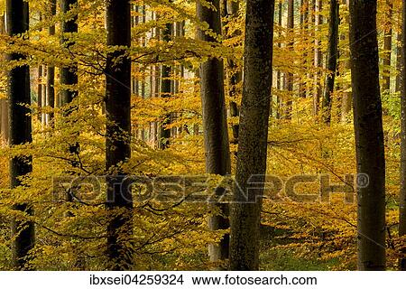 Buchen (Fagus sp. ) mit herbstlichem Laub, Buchenwald, Mindelheim, Bayern, Deutschland, Europa View Large Photo Image Picture - Buchen (Fagus sp. ) mit herbstlichem Laub, Buchenwald, Mindelheim, Bayern, Deutschland, Europa. Fotosearch