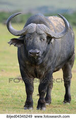 Buffalo or Cape Buffalo (Syncerus caffer), standing on a meadow, back covered with dry mud, Addo Elephant National Park, Eastern Cape, South Africa, Africa View Large Photo Image Stock Photo - Buffalo or Cape Buffalo (Syncerus caffer), standing on a meadow, back covered with dry mud, Addo Elephant National Park, Eastern Cape, South Africa, Africa. Fotosearch