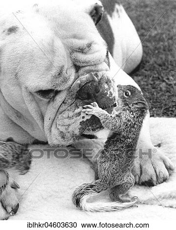 Bulldog plays with squirrel, England, Great Britain View Large Photo Image Stock Image - Bulldog plays with squirrel, England, Great Britain. Fotosearch
