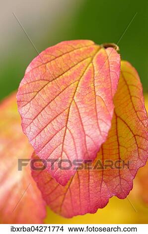 Picture - Bunte Herbstblatter, Zaubernussgewachs (Hamamelis), Deutschland, Europa. Fotosearch