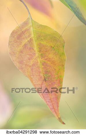 Buntes Herbstblatt, Deutschland, Europa View Large Photo Image Stock Photo - Buntes Herbstblatt, Deutschland, Europa. Fotosearch