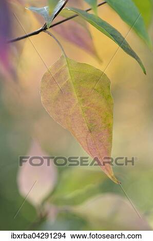 Picture - Buntes Herbstlaub, Deutschland, Europa. Fotosearch