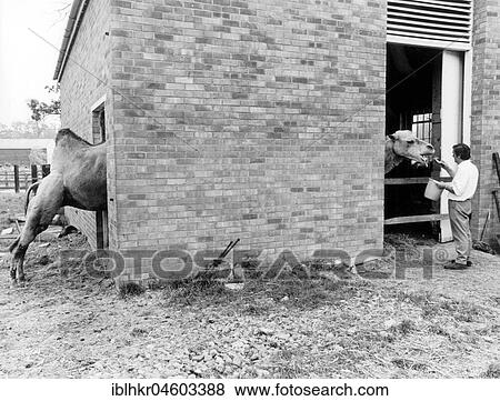 Camel with overlength, England, Great Britain View Large Photo Image Stock Photo - Camel with overlength, England, Great Britain. Fotosearch