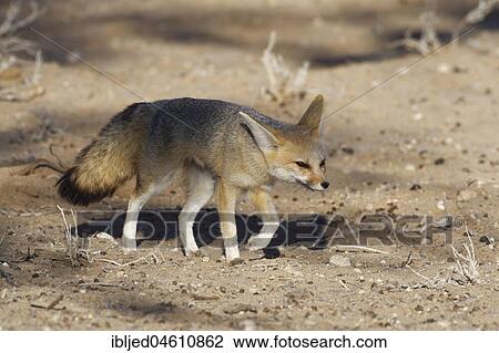 Cape fox (Vulpes chama), adult female, walking, Kgalagadi Transfrontier Park, Northern Cape, South Africa, Africa View Large Photo Image Stock Image - Cape fox (Vulpes chama), adult female, walking, Kgalagadi Transfrontier Park, Northern Cape, South Africa, Africa. Fotosearch