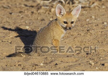 Cape fox (Vulpes chama), cub looking out from burrow entrance, Kgalagadi Transfrontier Park, Northern Cape, South Africa, Africa View Large Photo Image Stock Photography - Cape fox (Vulpes chama), cub looking out from burrow entrance, Kgalagadi Transfrontier Park, Northern Cape, South Africa, Africa. Fotosearch