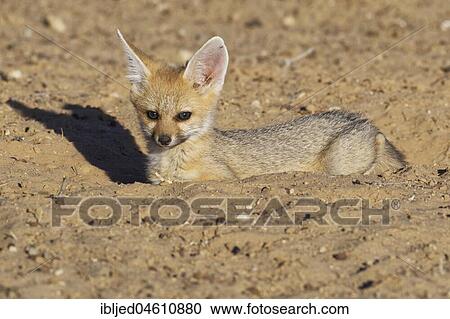 Stock Image - Cape fox (Vulpes chama), lying cub looking out from burrow entrance, Kgalagadi Transfrontier Park, Northern Cape, South Africa, Africa. Fotosearch