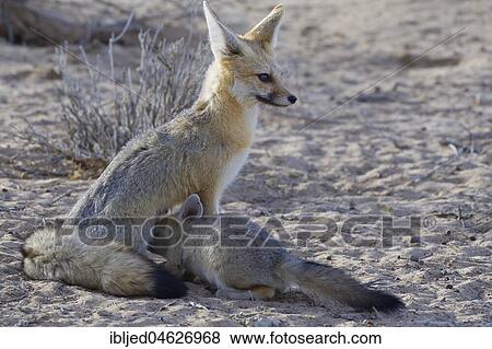 Cape foxes (Vulpes chama), mother suckling her cub, Kgalagadi Transfrontier Park, Northern Cape, South Africa, Africa View Large Photo Image Stock Photo - Cape foxes (Vulpes chama), mother suckling her cub, Kgalagadi Transfrontier Park, Northern Cape, South Africa, Africa. Fotosearch