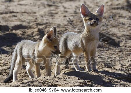 Cape foxes (Vulpes chama), two cubs looking out attentively at the burrow entrance, Kgalagadi Transfrontier Park, Northern Cape, South Africa, Africa View Large Photo Image Picture - Cape foxes (Vulpes chama), two cubs looking out attentively at the burrow entrance, Kgalagadi Transfrontier Park, Northern Cape, South Africa, Africa. Fotosearch