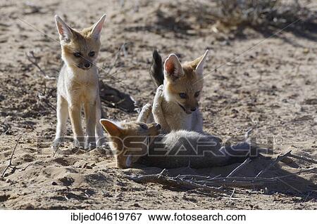 Cape foxes (Vulpes chama), two cubs playing, one standing behind, Kgalagadi Transfrontier Park, Northern Cape, South Africa, Africa View Large Photo Image Stock Photo - Cape foxes (Vulpes chama), two cubs playing, one standing behind, Kgalagadi Transfrontier Park, Northern Cape, South Africa, Africa. Fotosearch