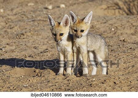 Cape foxes (Vulpes chama), two cubs leaning against each other, standing near the burrow, Kgalagadi Transfrontier Park, Northern Cape, South Africa, Africa View Large Photo Image Stock Photograph - Cape foxes (Vulpes chama), two cubs leaning against each other, standing near the burrow, Kgalagadi Transfrontier Park, Northern Cape, South Africa, Africa. Fotosearch