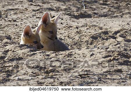 Cape foxes (Vulpes chama), two sitting cubs looking out from burrow entrance, Kgalagadi Transfrontier Park, Northern Cape, South Africa, Africa View Large Photo Image Stock Image - Cape foxes (Vulpes chama), two sitting cubs looking out from burrow entrance, Kgalagadi Transfrontier Park, Northern Cape, South Africa, Africa. Fotosearch