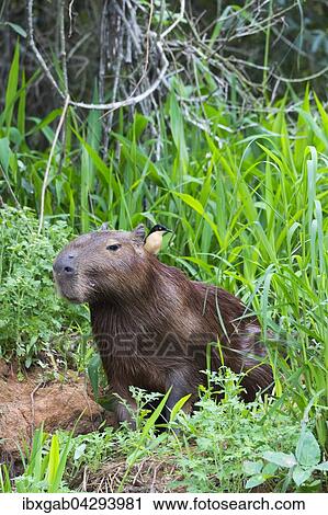 Capybara, Wasserschwein (Hydrochaeris hydrochaeris) mit einer Rohrspottdrossel (Donacobius atricapilla) auf dem Rucken, Pantanal, Mato Grosso, Brasilien, Sudamerika View Large Photo Image Stock Image - Capybara, Wasserschwein (Hydrochaeris hydrochaeris) mit einer Rohrspottdrossel (Donacobius atricapilla) auf dem Rucken, Pantanal, Mato Grosso, Brasilien, Sudamerika. Fotosearch