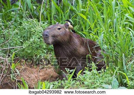 Capybara, Wasserschwein (Hydrochaeris hydrochaeris) mit einer Rohrspottdrossel (Donacobius atricapilla) auf dem Rucken, Pantanal, Mato Grosso, Brasilien, Sudamerika View Large Photo Image Stock Image - Capybara, Wasserschwein (Hydrochaeris hydrochaeris) mit einer Rohrspottdrossel (Donacobius atricapilla) auf dem Rucken, Pantanal, Mato Grosso, Brasilien, Sudamerika. Fotosearch