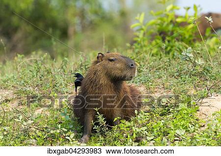 Capybara, Wasserschwein (Hydrochaeris hydrochaeris) mit einer Rohrspottdrossel (Donacobius atricapilla) auf dem Rucken, Pantanal, Mato Grosso, Brasilien, Sudamerika View Large Photo Image Stock Image - Capybara, Wasserschwein (Hydrochaeris hydrochaeris) mit einer Rohrspottdrossel (Donacobius atricapilla) auf dem Rucken, Pantanal, Mato Grosso, Brasilien, Sudamerika. Fotosearch