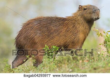 Capybara, Wasserschwein (Hydrochaeris hydrochaeris), Pantanal, Mato Grosso, Brasilien, Sudamerika View Large Photo Image Stock Photo - Capybara, Wasserschwein (Hydrochaeris hydrochaeris), Pantanal, Mato Grosso, Brasilien, Sudamerika. Fotosearch
