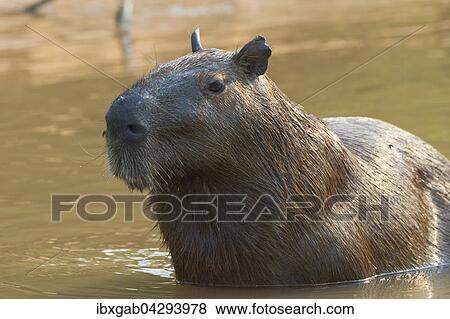 Capybara, Wasserschwein (Hydrochaeris hydrochaeris) im Wasser, Pantanal, Mato Grosso, Brasilien, Sudamerika View Large Photo Image Stock Photo - Capybara, Wasserschwein (Hydrochaeris hydrochaeris) im Wasser, Pantanal, Mato Grosso, Brasilien, Sudamerika. Fotosearch