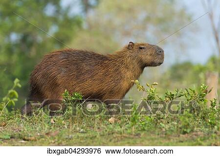 Stock Photograph - Capybara, Wasserschwein (Hydrochaeris hydrochaeris), Pantanal, Mato Grosso, Brasilien, Sudamerika. Fotosearch
