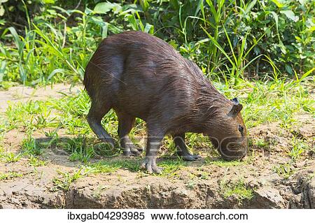 Capybara, Wasserschwein (Hydrochaeris hydrochaeris), Pantanal, Mato Grosso, Brasilien, Sudamerika View Large Photo Image Stock Photography - Capybara, Wasserschwein (Hydrochaeris hydrochaeris), Pantanal, Mato Grosso, Brasilien, Sudamerika. Fotosearch