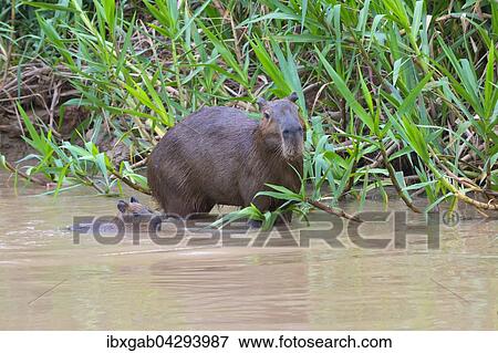 Capybaras, Wasserschweine (Hydrochaeris hydrochaeris) adultes Weibchen mit Jungtier im Wasser, Pantanal, Mato Grosso, Brasilien, Sudamerika View Large Photo Image Stock Photo - Capybaras, Wasserschweine (Hydrochaeris hydrochaeris) adultes Weibchen mit Jungtier im Wasser, Pantanal, Mato Grosso, Brasilien, Sudamerika. Fotosearch