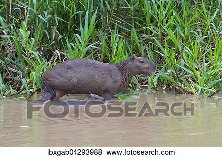 Stock Photo - Capybaras, Wasserschweine (Hydrochaeris hydrochaeris) adultes Weibchen mit Jungtier im Wasser, Pantanal, Mato Grosso, Brasilien, Sudamerika. Fotosearch