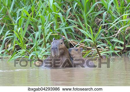 Capybaras, Wasserschweine (Hydrochaeris hydrochaeris) adultes Weibchen mit Jungtier im Wasser, Pantanal, Mato Grosso, Brasilien, Sudamerika View Large Photo Image Stock Photograph - Capybaras, Wasserschweine (Hydrochaeris hydrochaeris) adultes Weibchen mit Jungtier im Wasser, Pantanal, Mato Grosso, Brasilien, Sudamerika. Fotosearch