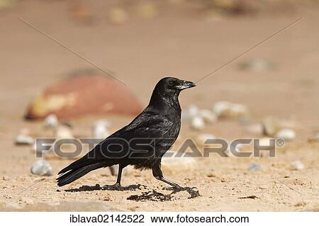 Carrion crow (Corvus corone) walking along the beach at Cromarty, Black Isle, Scotland, United Kingdom, Europe View Large Photo Image Stock Image - Carrion crow (Corvus corone) walking along the beach at Cromarty, Black Isle, Scotland, United Kingdom, Europe. Fotosearch