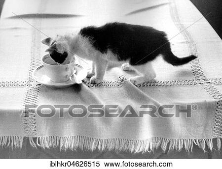 Cat drinks cafe, approx. 1980s, East Berlin, GDR, Germany, Europe View Large Photo Image Stock Photography - Cat drinks cafe, approx. 1980s, East Berlin, GDR, Germany, Europe. Fotosearch