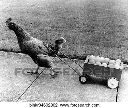 Chicken pulls egg cart, England, Great Britain View Large Photo Image Stock Image - Chicken pulls egg cart, England, Great Britain. Fotosearch