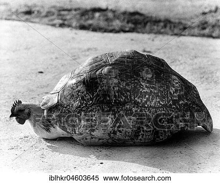 Chicken under a tortoise shell, England, Great Britain View Large Photo Image Stock Photography - Chicken under a tortoise shell, England, Great Britain. Fotosearch