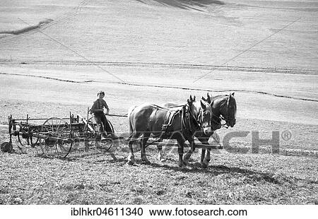 Stock Image - Child plows field with strained horses, around 1950 Surroundings of Freiburg, Germany, place, country, Europe. Fotosearch