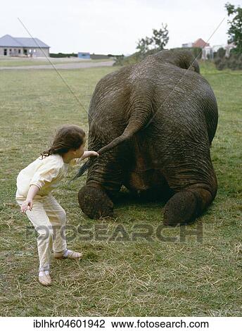 Stock Image - Child pulls elephant on tail, England, Great Britain. Fotosearch