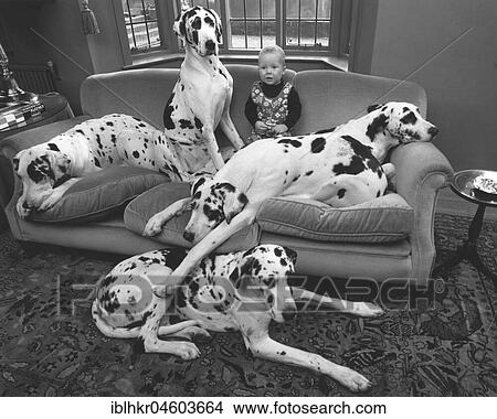 Child sits with Dalmatians on the sofa, England, Great Britain View Large Photo Image Picture - Child sits with Dalmatians on the sofa, England, Great Britain. Fotosearch