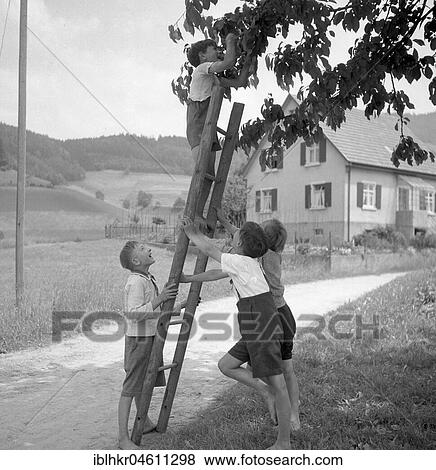 Stock Photo - Children pick fruit from the apple tree with the help of a ladder, ca. 1950, around Freiburg, Germany, Europe. Fotosearch