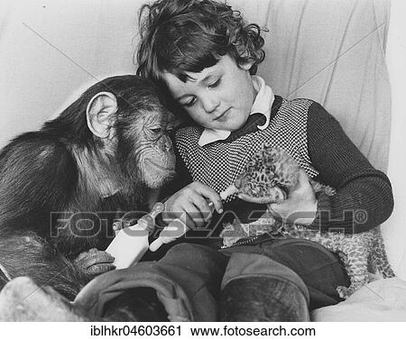 Chimpanzee and a boy feeding a baby predator, England, Great Britain View Large Photo Image Stock Image - Chimpanzee and a boy feeding a baby predator, England, Great Britain. Fotosearch