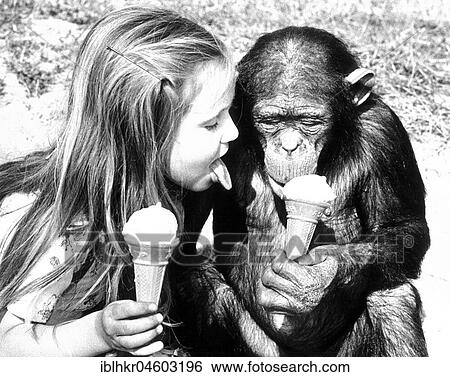 Chimpanzee and child eat ice cream together, England, Great Britain View Large Photo Image Stock Photograph - Chimpanzee and child eat ice cream together, England, Great Britain. Fotosearch