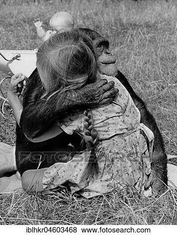 Chimpanzee and girl hugging each other in the meadow, England, Great Britain View Large Photo Image Stock Photo - Chimpanzee and girl hugging each other in the meadow, England, Great Britain. Fotosearch
