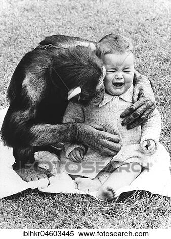 Chimpanzee comforts a child, England, Great Britain View Large Photo Image Stock Photography - Chimpanzee comforts a child, England, Great Britain. Fotosearch