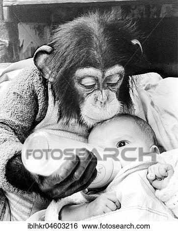 Chimpanzee feeds baby with milk from the bottle, England, Great Britain View Large Photo Image Stock Photograph - Chimpanzee feeds baby with milk from the bottle, England, Great Britain. Fotosearch