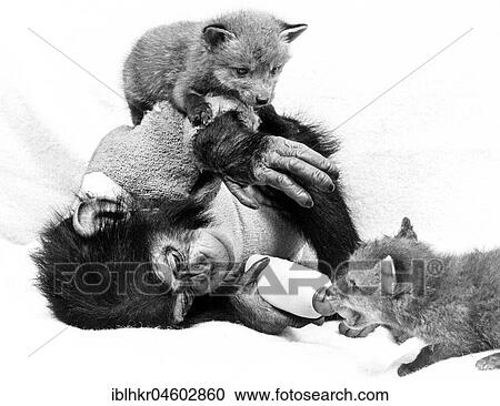Chimpanzee feeds Fuchsbaby, England, Great Britain View Large Photo Image Stock Image - Chimpanzee feeds Fuchsbaby, England, Great Britain. Fotosearch