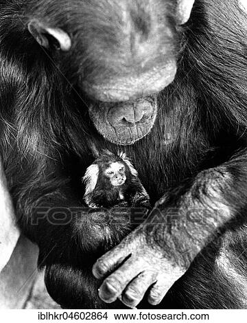 Picture - Chimpanzee has little monkey on his arm, England, Great Britain. Fotosearch