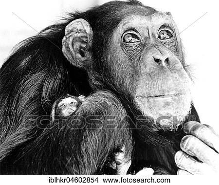 Picture - Chimpanzee holding little monkeys in his arms, England, Great Britain. Fotosearch