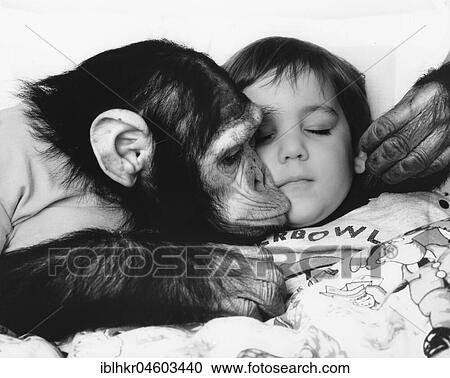 Chimpanzee kisses child, England, Great Britain View Large Photo Image Stock Image - Chimpanzee kisses child, England, Great Britain. Fotosearch